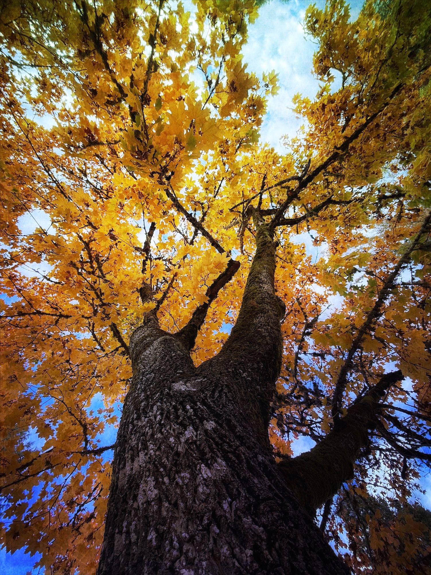 A photo of maple in autumn yellow from beneathe with vivid colors with a blue sky.