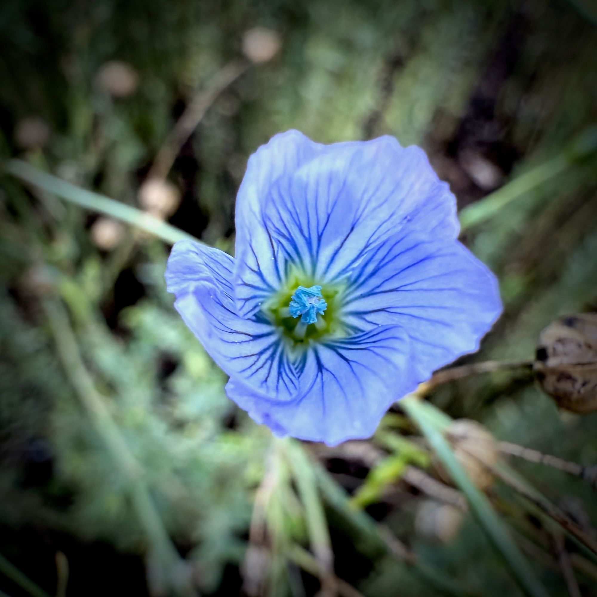 A purple avian flax flower close up.