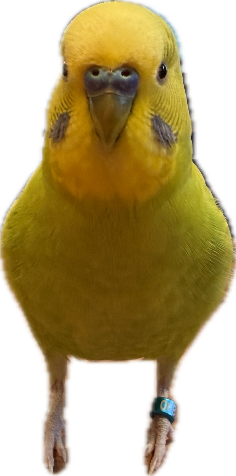 A yellow budgie sticker from photo